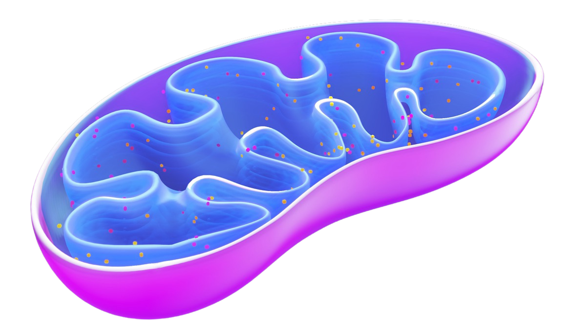 leevisp.692ad0bd9af1b